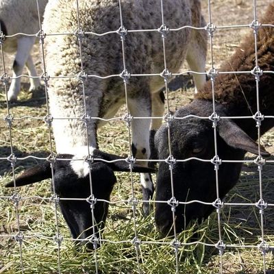 1.8m ارتفاع مزرعة الماعز سلك شبكة السياج المغمورة ساخنة مكافحة التآكل